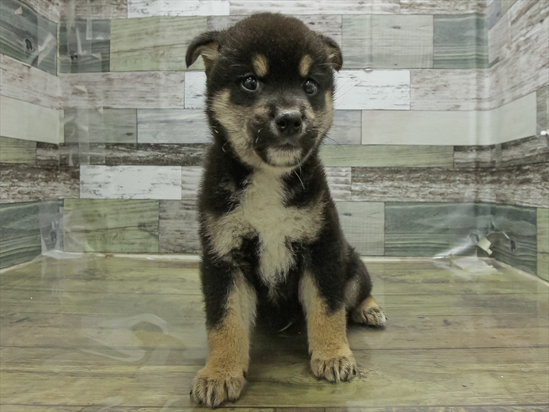 愛知県の柴犬(標準サイズ) (ワンラブ名古屋守山インター総本店/2026年4月19日生まれ/男の子/黒)の子犬の3枚目の画像