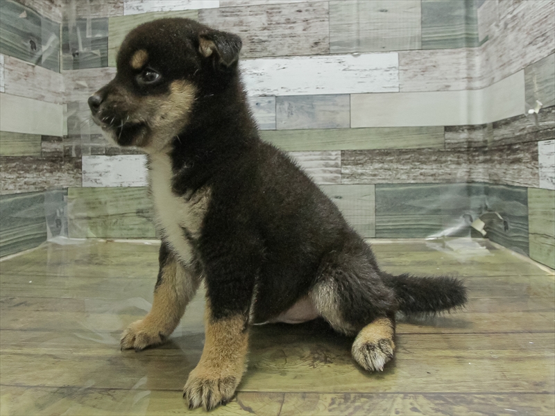 愛知県の柴犬(標準サイズ) (ワンラブ名古屋守山インター総本店/2026年4月19日生まれ/男の子/黒)の子犬の2枚目の画像
