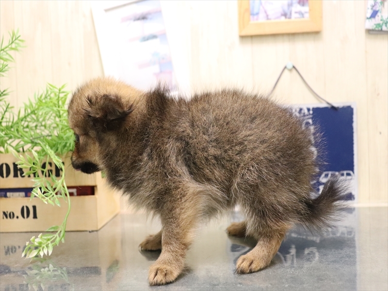 石川県のポメチワ/チワポメ/ポメチー(ポメラニアン×チワワ) (ワンラブイオンタウン金沢示野店/2026年4月17日生まれ/女の子/オレンジセーブル)の子犬の3枚目の画像