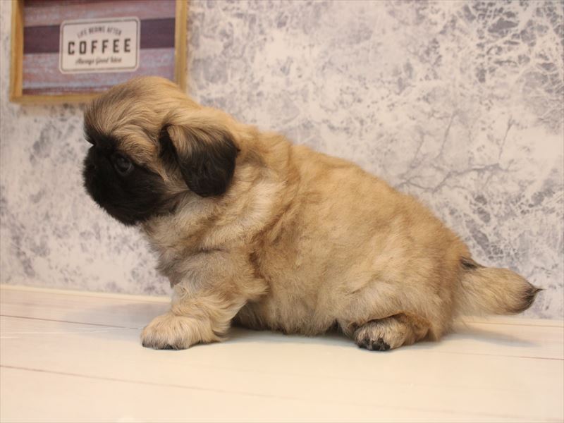 埼玉県のペキニーズ (ワンラブ埼玉寄居店/2026年4月20日生まれ/男の子/フォーン)の子犬の3枚目の画像