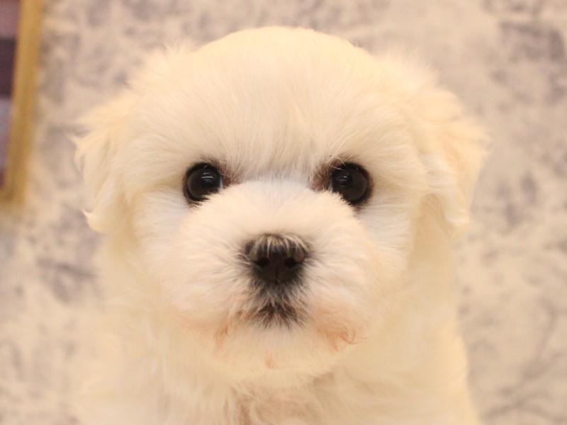 神奈川県のハーフ犬・ミックス犬 (ワンラブCoaska Bayside横須賀店/2026年4月18日生まれ/女の子/ホワイト)の子犬の1枚目の画像