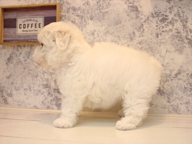 神奈川県のハーフ犬・ミックス犬 (ワンラブCoaska Bayside横須賀店/2026年4月18日生まれ/女の子/ホワイト)の子犬の3枚目の画像