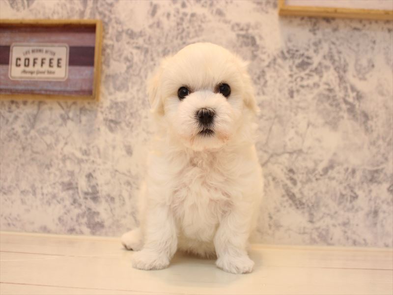 神奈川県のハーフ犬・ミックス犬 (ワンラブCoaska Bayside横須賀店/2026年4月18日生まれ/女の子/ホワイト)の子犬の2枚目の画像