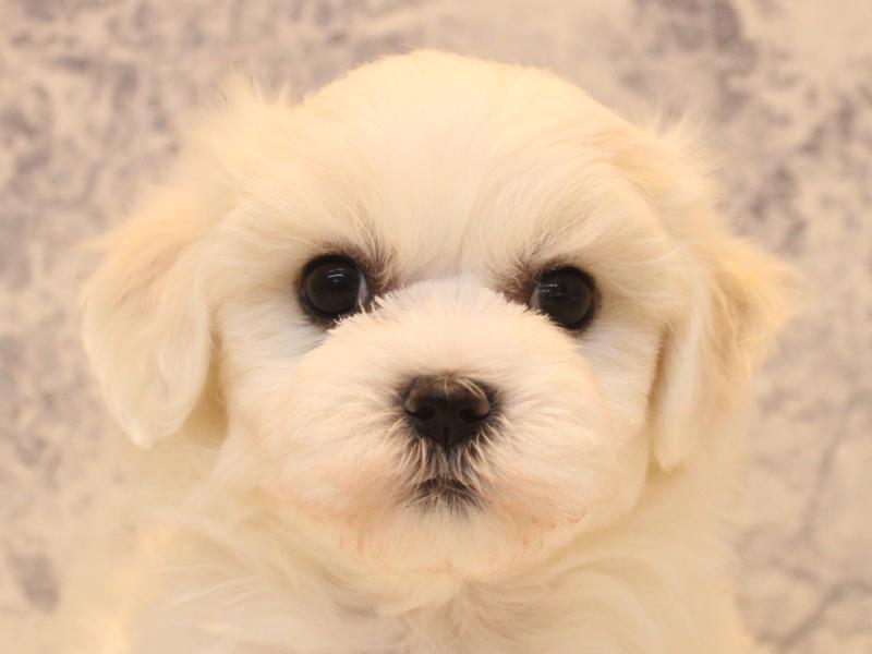 千葉県のハーフ犬・ミックス犬 (ワンラブイオンフードスタイル新松戸店/2026年4月18日生まれ/女の子/ホワイト)の子犬の1枚目の画像