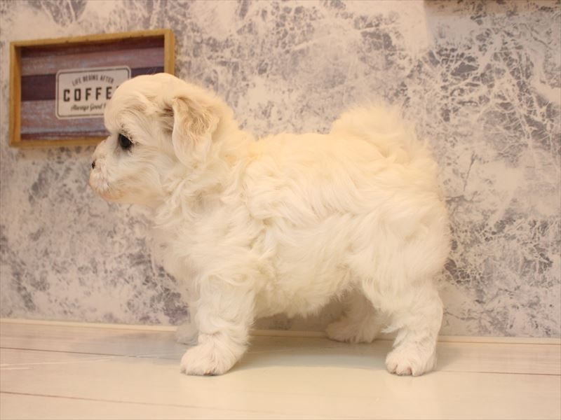 千葉県のハーフ犬・ミックス犬 (ワンラブイオンフードスタイル新松戸店/2026年4月18日生まれ/女の子/ホワイト)の子犬の3枚目の画像