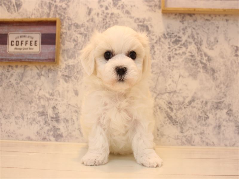 千葉県のハーフ犬・ミックス犬 (ワンラブイオンフードスタイル新松戸店/2026年4月18日生まれ/女の子/ホワイト)の子犬の2枚目の画像