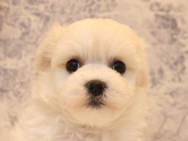 埼玉県のハーフ犬・ミックス犬 (ワンラブ埼玉寄居店/2026年4月18日生まれ/女の子/ホワイト)の子犬の1枚目の画像