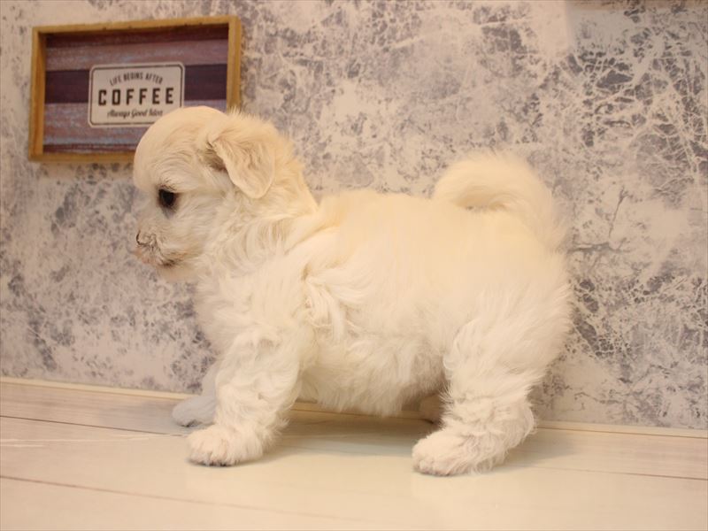 埼玉県のハーフ犬・ミックス犬 (ワンラブ埼玉寄居店/2026年4月18日生まれ/女の子/ホワイト)の子犬の3枚目の画像