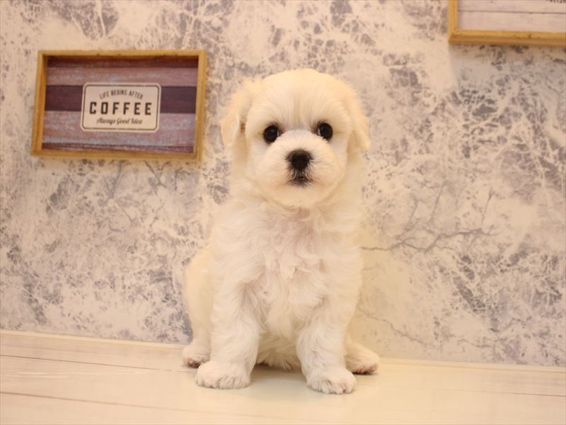 埼玉県のハーフ犬・ミックス犬 (ワンラブ埼玉寄居店/2026年4月18日生まれ/女の子/ホワイト)の子犬の2枚目の画像