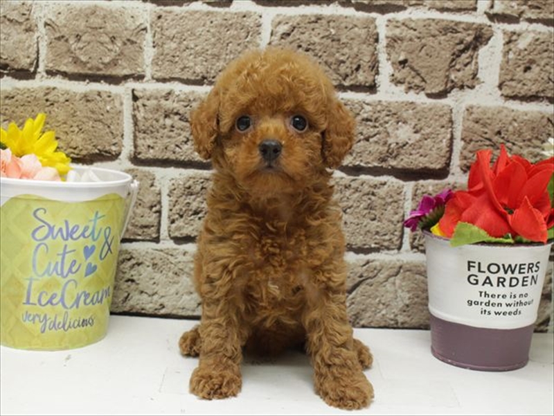 福岡県のトイプードル(トイ) (ワンラブ福岡総本店/2026年4月19日生まれ/男の子/レッド)の子犬の3枚目の画像