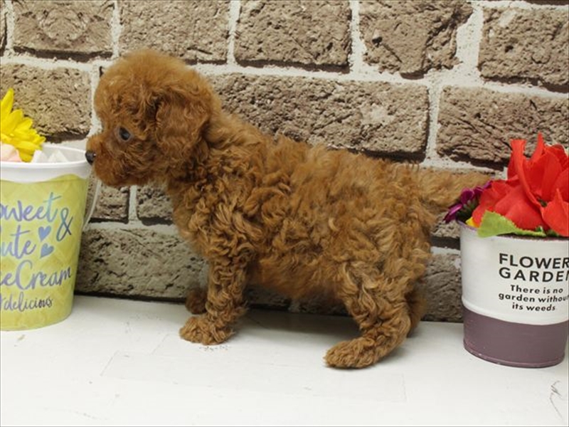 福岡県のトイプードル(トイ) (ワンラブ福岡総本店/2026年4月19日生まれ/男の子/レッド)の子犬の2枚目の画像