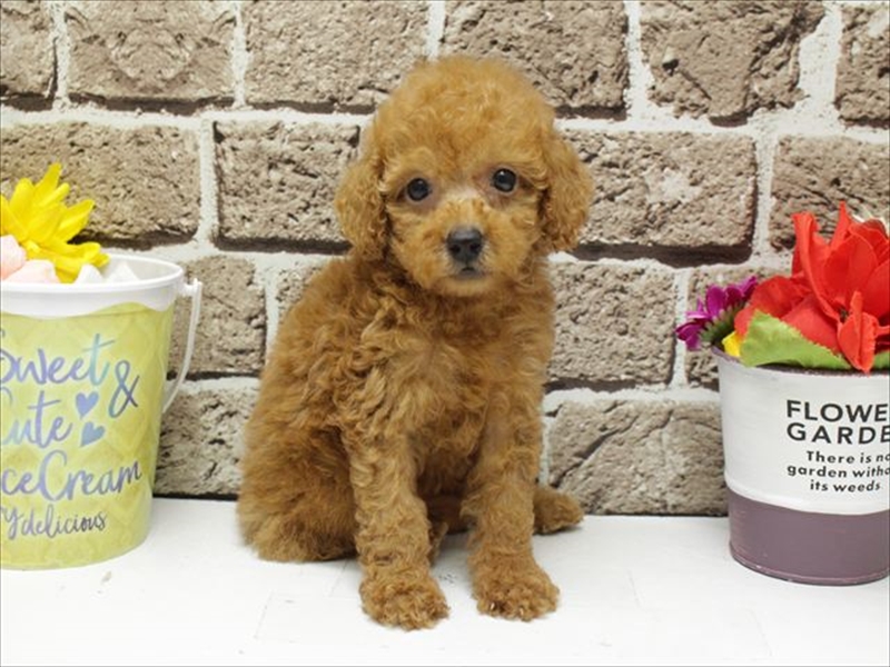 福岡県のトイプードル(トイ) (ワンラブ福岡総本店/2026年4月19日生まれ/女の子/レッド)の子犬の3枚目の画像