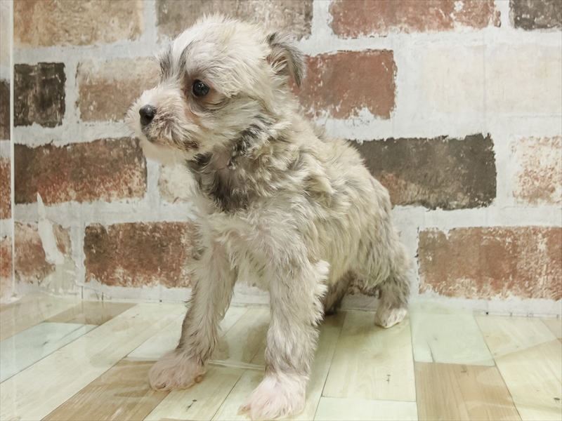 愛知県のシュナマル/マルシュナ(シュナウザー×マルチーズ) (ワンラブ名古屋守山インター総本店/2026年4月21日生まれ/女の子/ソルトペッパー)の子犬の2枚目の画像