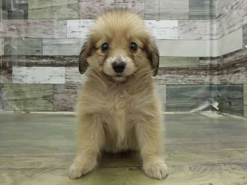 愛知県のポメックス(ポメラニアン×ダックス) (ワンラブ名古屋守山インター総本店/2026年4月19日生まれ/男の子/シェーデットイエロー)の子犬の3枚目の画像