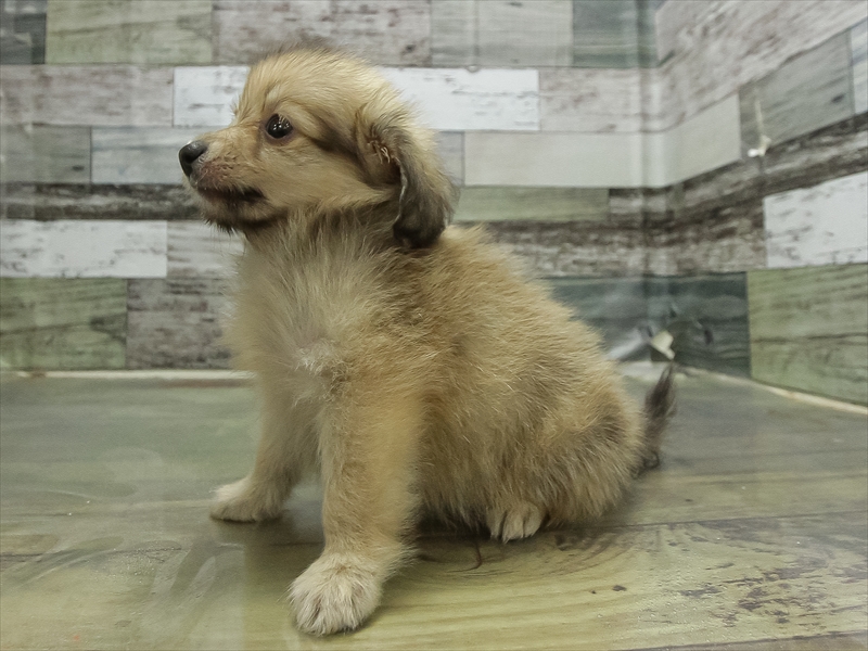 愛知県のポメックス(ポメラニアン×ダックス) (ワンラブ名古屋守山インター総本店/2026年4月19日生まれ/男の子/シェーデットイエロー)の子犬の2枚目の画像