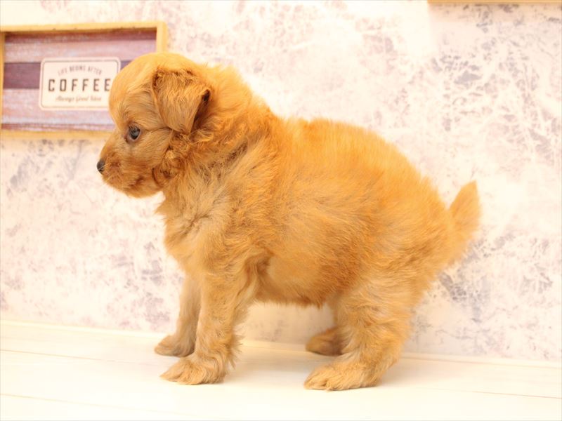 埼玉県のポメプー(ポメラニアン×プードル) (ワンラブカインズ熊谷籠原店/2026年4月20日生まれ/男の子/オレンジ)の子犬の3枚目の画像