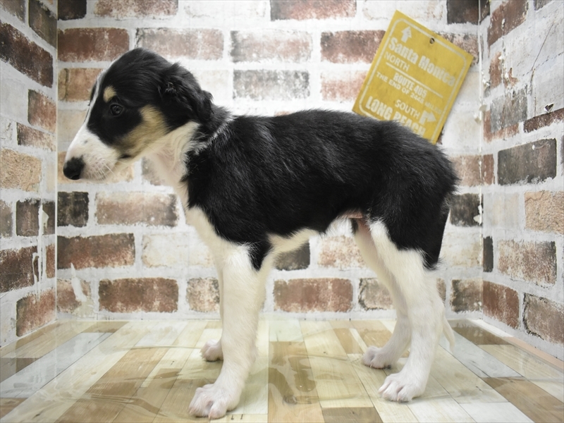愛知県のボルゾイ (ワンラブ名古屋守山インター総本店/2026年4月21日生まれ/女の子/ブラックタンホワイト)の子犬の3枚目の画像