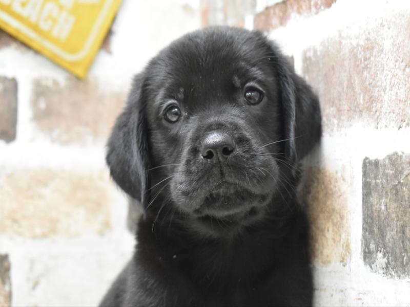 愛知県のハーフ犬・ミックス犬 (ワンラブ名古屋守山インター総本店/2026年4月21日生まれ/女の子/ブラックホワイト)の子犬の1枚目の画像