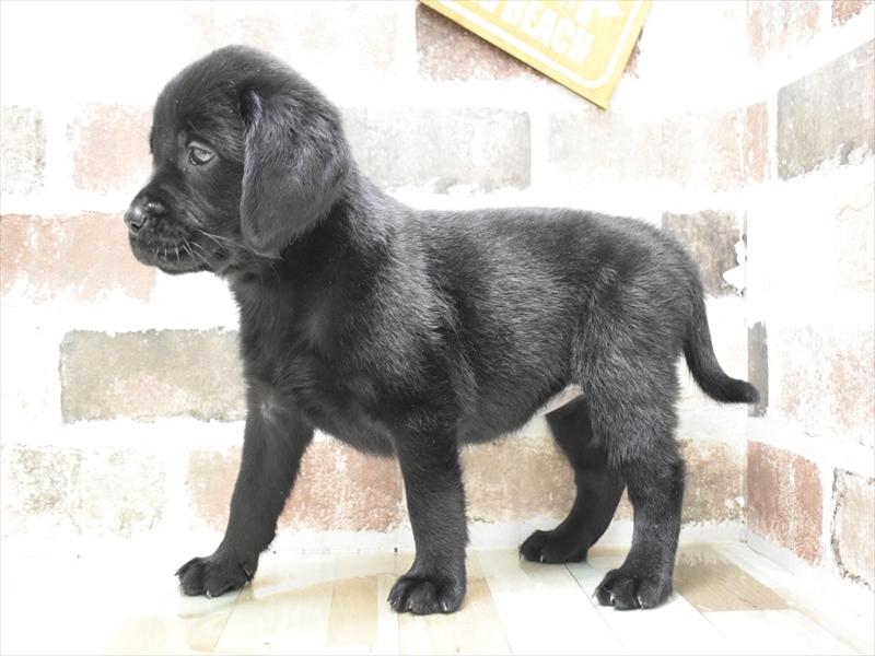 愛知県のハーフ犬・ミックス犬 (ワンラブ名古屋守山インター総本店/2026年4月21日生まれ/女の子/ブラックホワイト)の子犬の3枚目の画像