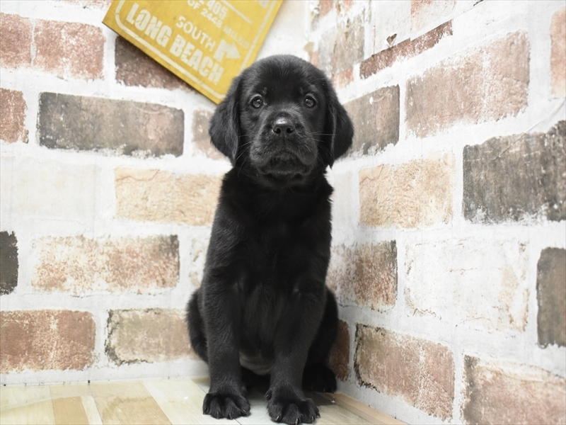 愛知県のハーフ犬・ミックス犬 (ワンラブ名古屋守山インター総本店/2026年4月21日生まれ/女の子/ブラックホワイト)の子犬の2枚目の画像