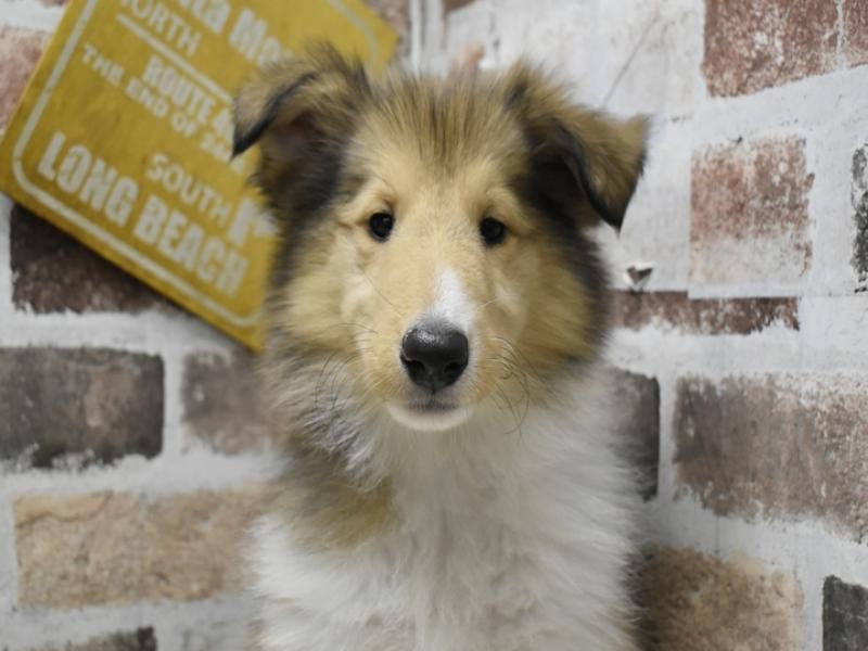 愛知県のラフコリー (ワンラブ星崎店(FC)/2026年4月20日生まれ/女の子/セーブルホワイト)の子犬の1枚目の画像