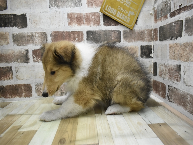 愛知県のラフコリー (ワンラブ星崎店(FC)/2026年4月20日生まれ/女の子/セーブルホワイト)の子犬の3枚目の画像