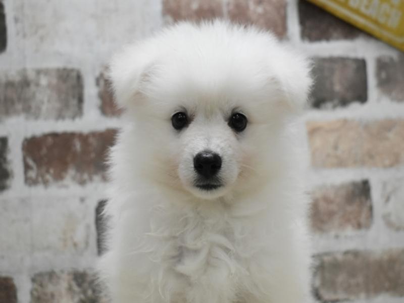 岐阜県のハーフ犬・ミックス犬 (ワンラブホームセンターバロー正木店(FC)/2026年4月21日生まれ/男の子/ホワイト)の子犬の1枚目の画像