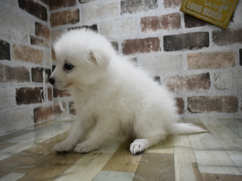 岐阜県のハーフ犬・ミックス犬 (ワンラブホームセンターバロー正木店(FC)/2026年4月21日生まれ/男の子/ホワイト)の子犬の3枚目の画像