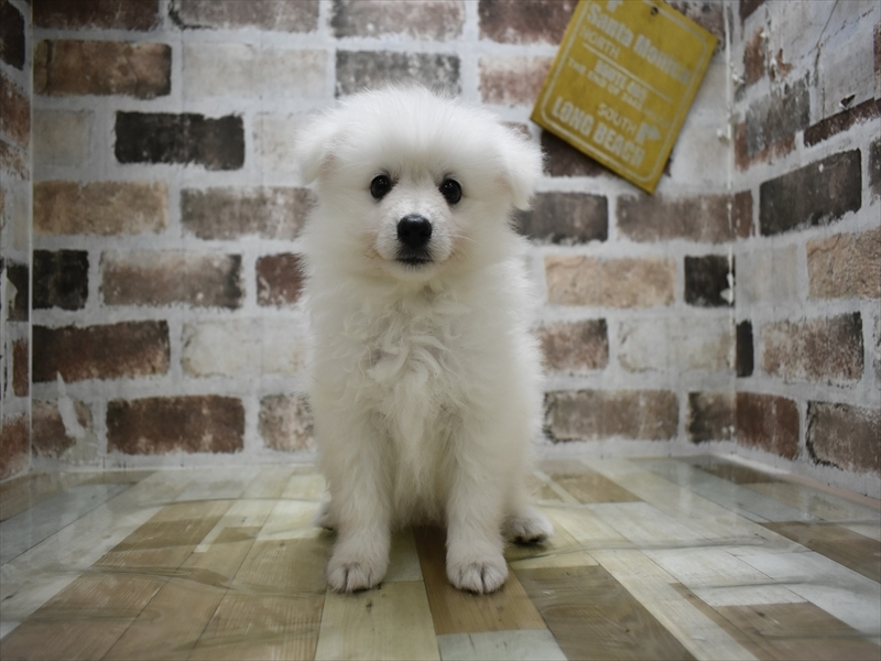 岐阜県のハーフ犬・ミックス犬 (ワンラブホームセンターバロー正木店(FC)/2026年4月21日生まれ/男の子/ホワイト)の子犬の2枚目の画像