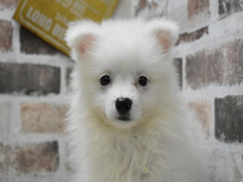 岐阜県のハーフ犬・ミックス犬 (ワンラブホームセンターバロー可児坂戸店(FC)/2026年4月21日生まれ/女の子/ホワイト)の子犬の1枚目の画像