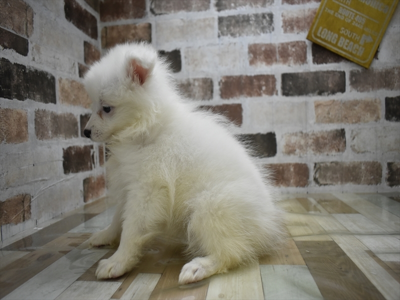 岐阜県のハーフ犬・ミックス犬 (ワンラブホームセンターバロー可児坂戸店(FC)/2026年4月21日生まれ/女の子/ホワイト)の子犬の3枚目の画像
