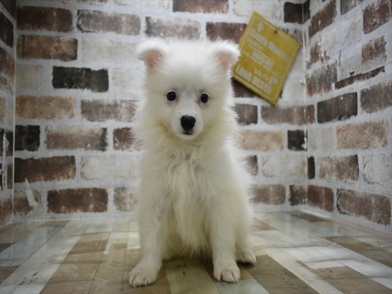 岐阜県のハーフ犬・ミックス犬 (ワンラブホームセンターバロー可児坂戸店(FC)/2026年4月21日生まれ/女の子/ホワイト)の子犬の2枚目の画像