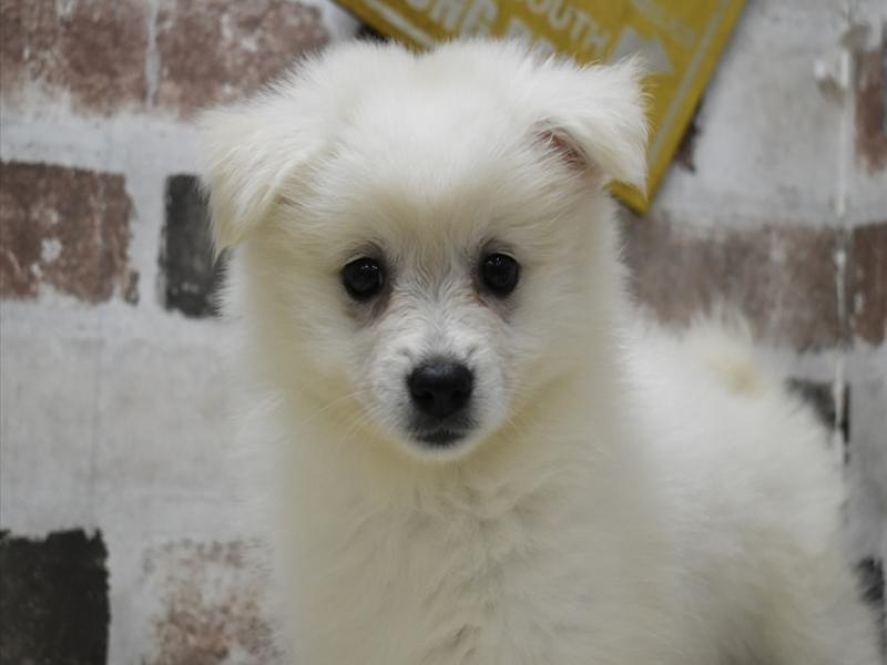 岐阜県のハーフ犬・ミックス犬 (ワンラブ関山王通り店(FC)/2026年4月21日生まれ/女の子/ホワイト)の子犬の1枚目の画像