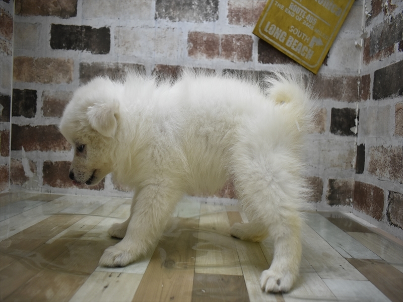 岐阜県のハーフ犬・ミックス犬 (ワンラブ関山王通り店(FC)/2026年4月21日生まれ/女の子/ホワイト)の子犬の3枚目の画像