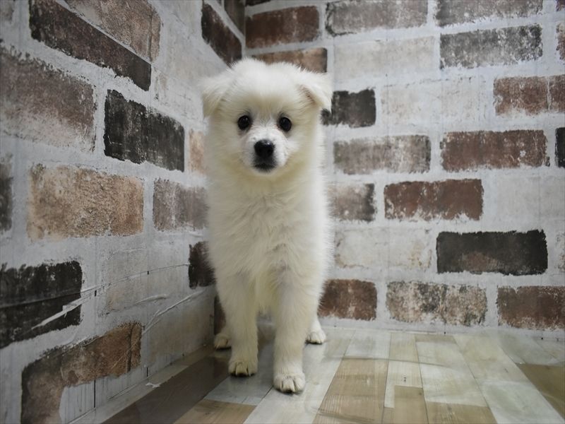 岐阜県のハーフ犬・ミックス犬 (ワンラブ関山王通り店(FC)/2026年4月21日生まれ/女の子/ホワイト)の子犬の2枚目の画像