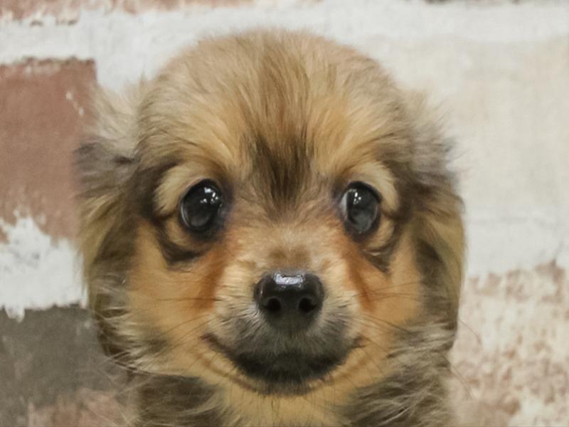 愛知県のチワックス(チワワ×ダックス) (ワンラブ名古屋守山インター総本店/2026年4月26日生まれ/女の子/レッド)の子犬の1枚目の画像