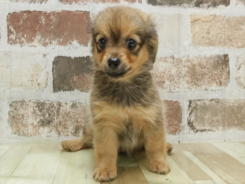 愛知県のチワックス(チワワ×ダックス) (ワンラブ名古屋守山インター総本店/2026年4月26日生まれ/女の子/レッド)の子犬の3枚目の画像