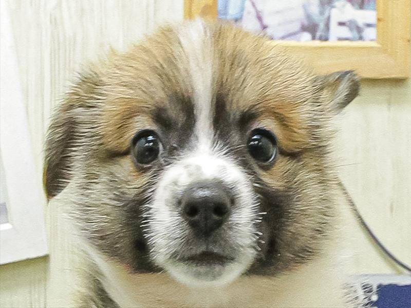 愛知県のポメコーギー(ポメラニアン×コーギー) (ワンラブ名古屋守山インター総本店/2026年4月25日生まれ/女の子/セーブルホワイト)の子犬の1枚目の画像