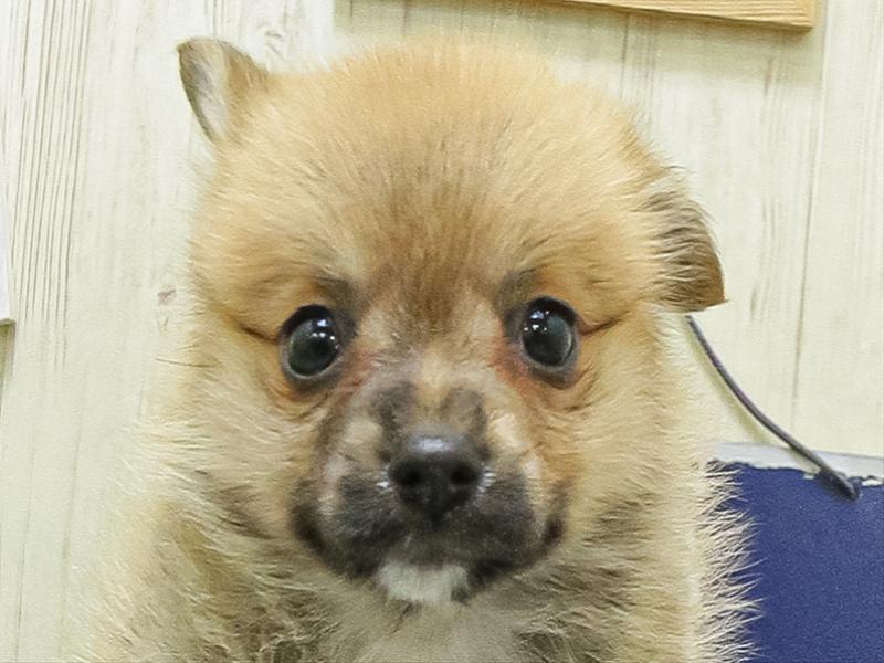 鹿児島県のポメコーギー(ポメラニアン×コーギー) (ワンラブニシムタ与次郎店/2026年4月25日生まれ/女の子/セーブル)の子犬の1枚目の画像