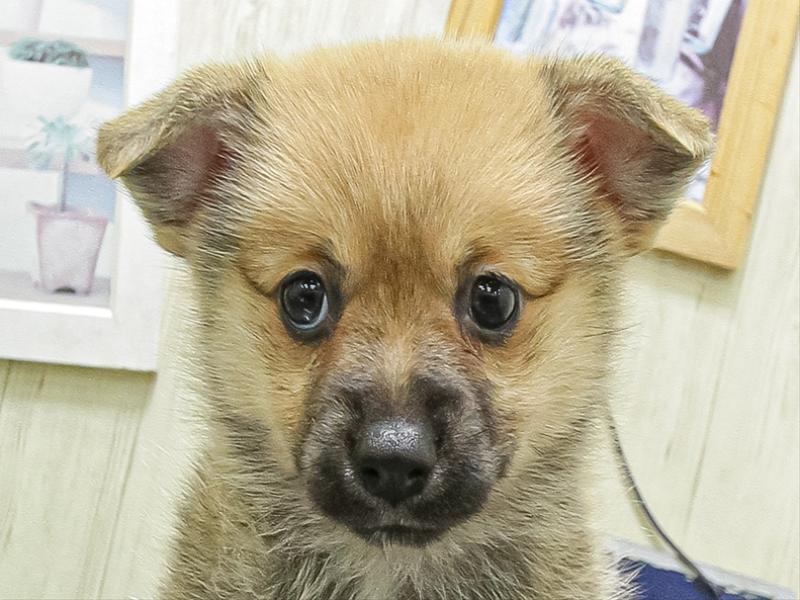 兵庫県のポメコーギー(ポメラニアン×コーギー) (ワンラブブルメール舞多聞店/2026年4月25日生まれ/女の子/セーブル)の子犬の1枚目の画像