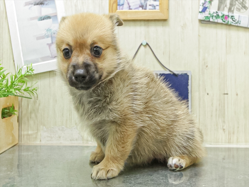 兵庫県のポメコーギー(ポメラニアン×コーギー) (ワンラブブルメール舞多聞店/2026年4月25日生まれ/女の子/セーブル)の子犬の2枚目の画像