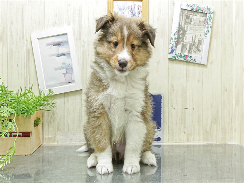 愛知県のシェットランドシープドッグ (ワンラブ名古屋守山インター総本店/2026年4月24日生まれ/男の子/セーブルホワイト)の子犬の3枚目の画像