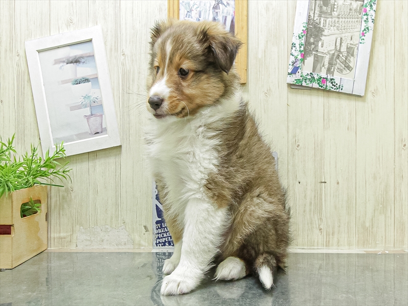 愛知県のシェットランドシープドッグ (ワンラブ名古屋守山インター総本店/2026年4月24日生まれ/男の子/セーブルホワイト)の子犬の2枚目の画像
