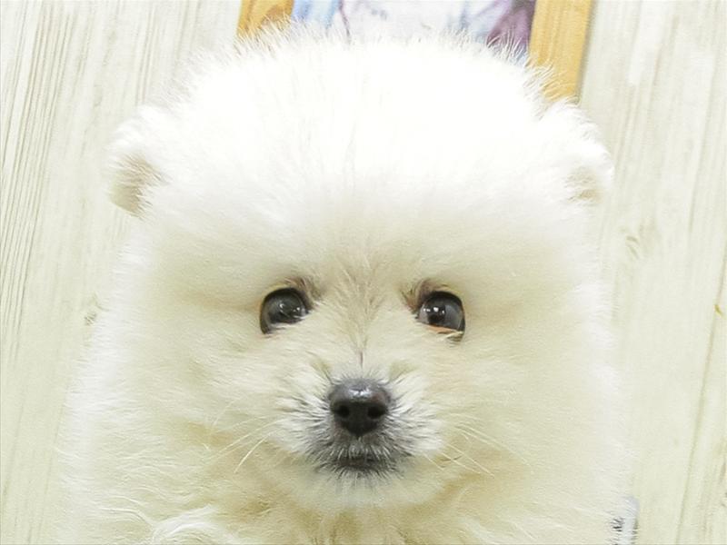 愛知県のハーフ犬・ミックス犬 (ワンラブ名古屋守山インター総本店/2026年4月25日生まれ/男の子/ホワイト)の子犬の1枚目の画像