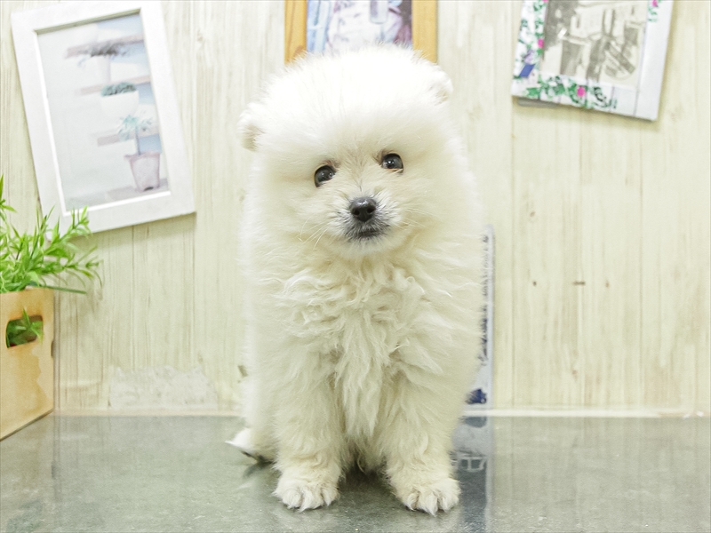 愛知県のハーフ犬・ミックス犬 (ワンラブ名古屋守山インター総本店/2026年4月25日生まれ/男の子/ホワイト)の子犬の3枚目の画像