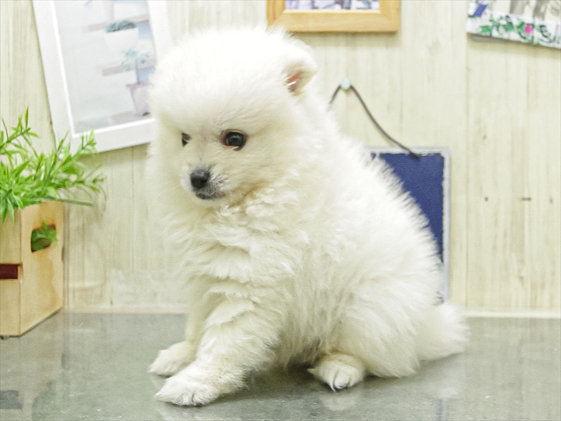 愛知県のハーフ犬・ミックス犬 (ワンラブ名古屋守山インター総本店/2026年4月25日生まれ/男の子/ホワイト)の子犬の2枚目の画像