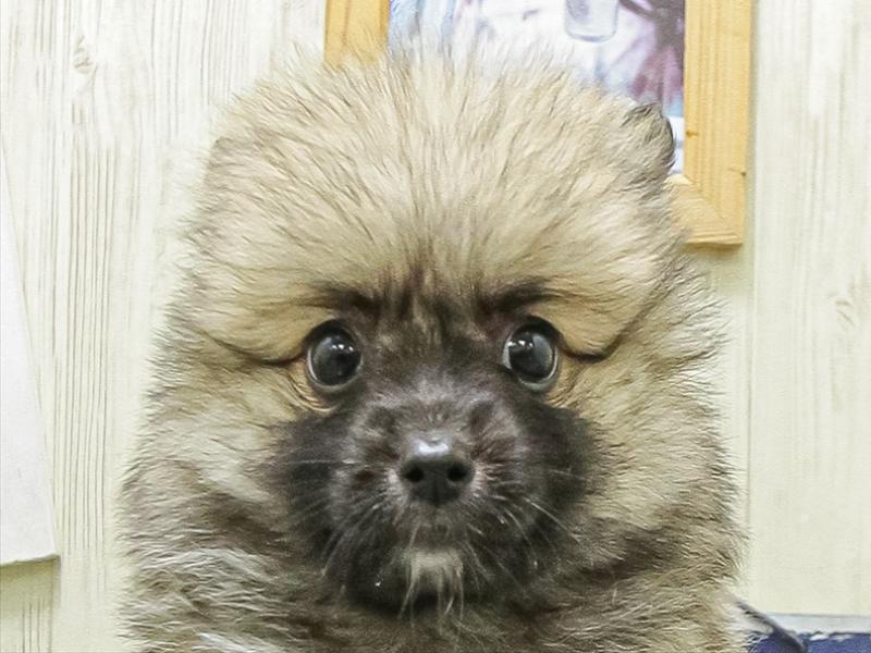 静岡県のハーフ犬・ミックス犬 (ワンラブ静岡PARCO店/2026年4月25日生まれ/女の子/オレンジ)の子犬の1枚目の画像