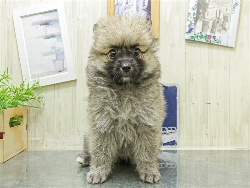 静岡県のハーフ犬・ミックス犬 (ワンラブ静岡PARCO店/2026年4月25日生まれ/女の子/オレンジ)の子犬の3枚目の画像