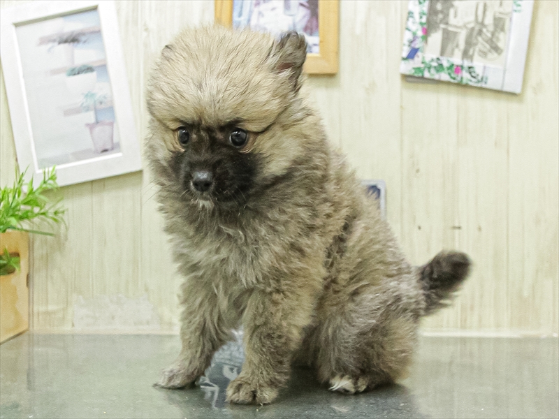静岡県のハーフ犬・ミックス犬 (ワンラブ静岡PARCO店/2026年4月25日生まれ/女の子/オレンジ)の子犬の2枚目の画像