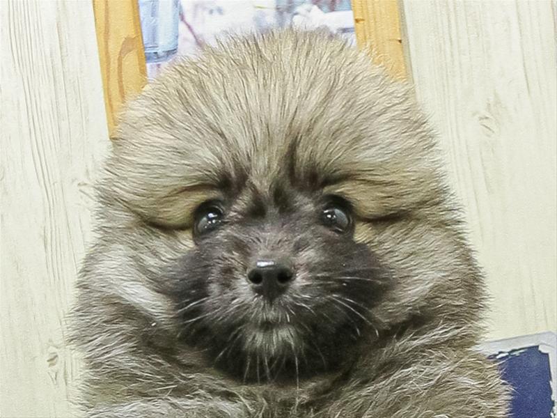 愛知県のハーフ犬・ミックス犬 (ワンラブ名古屋守山インター総本店/2026年4月25日生まれ/女の子/オレンジ)の子犬の1枚目の画像
